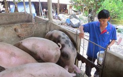 Đang tăng mạnh, giá lợn bỗng chững lại, rớt giá thê thảm ở miền Nam
