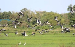 Cận cảnh bộ cánh tuyệt đẹp đàn cò ngàn con bất ngờ xuất hiện ở Quảng Trị