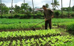 Thí điểm cho Củ Chi và Cần Giờ được xây dựng trên đất nông nghiệp