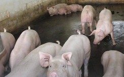 Dịch tả lợn châu Phi ở Cần Thơ vẫn diễn biến khó lường