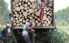 Hối hả cưa, cắt rừng cao su để bàn giao mặt bằng dự án sân bay Long Thành