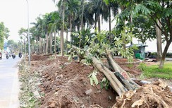 58 cây hoa sữa trên phố Trích Sài "về" bãi rác Nam Sơn, cây gì thay thế?