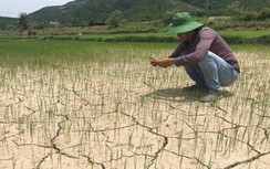 Thủ tướng yêu cầu cấp bách phòng, chống hạn tại các tỉnh Trung Bộ