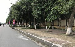 Đốn tỉa cây xanh, một công nhân bị điện giật nguy kịch