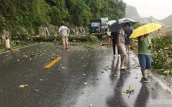 Cây gỗ lớn đổ ngang đường, QL6 Hòa Bình ùn tắc giao thông hàng giờ