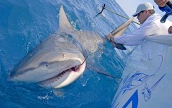 Cá mập bất ngờ "trả thù" ngư dân sau khi bị câu