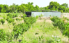 Công an điều tra trồng cây, xây nhà chờ đền bù cao tốc Bắc - Nam