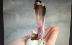 Video: Rắn hổ mang vừa nở đã bành cổ đòi mổ thu hút hơn 3 triệu lượt xem