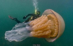 Vô tình phát hiện "quỷ biển" có kích thước lớn chưa từng thấy