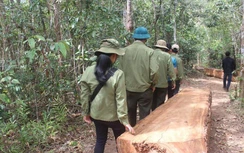 Chủ tịch xã chỉ đạo nhân viên xẻ gỗ lâm tặc mang về nhà