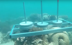 Hết bị tố ngược đãi lợn, "Cuộc đua kỳ thú" lại bị tố làm tổn hại san hô