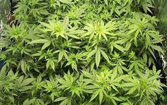 Giật mình chuyện trồng cần sa trong khuôn viên quán karaoke ở Gia Lai