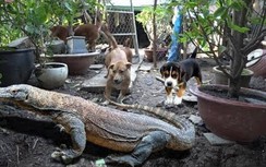 Kỳ đà xé nát con chó và tấn công hai người lao đến cứu ở Australia