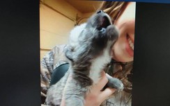 Hơn 4 triệu người thích thú xem clip chó sói non hú trong tay cô gái trẻ