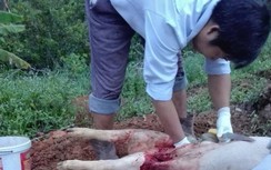 Dân báo dịch tả lợn Châu Phi, cán bộ thú y nói “tự xử đi” (?)