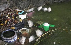 Vì sao cá chết bất thường nổi trắng ven hồ Tây?