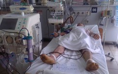 Rộ săn lùng sâu ban miêu: nhiều người ngộ độc, hầu hết tử vong