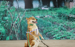 Sử dụng giống chó Nhật vào phim Việt: Sao cứ phải người Việt dùng hàng Việt