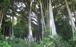 Cứu nhóm du khách đi lạc ở Sơn Trà, một thợ câu đập đầu vào đá tử vong