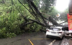 Hải Phòng: 1 người bị thương, xe ô tô bẹp đầu do cây phượng bật gốc