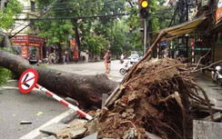 Hà Nội: Cây đổ ngang đường Nguyễn Hữu Huân, xe cộ không thể lưu thông