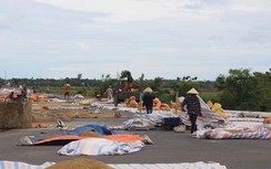 Bão số 4 vừa qua, người dân gặt "lúa xanh" phòng bão mới