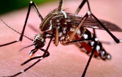 Số ca sốt xuất huyết ở Đà Nẵng tăng bất thường, một bệnh nhân tử vong
