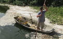 Công an vào cuộc vụ hơn 4 tấn cá chết bất thường ở Hải Dương