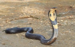 Sự thật thông tin "hàng nghìn con rắn hổ mang" bò ra khu dân cư ở Thanh Hóa