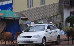 Vụ taxi Hòa Bình Xanh "núp bóng" xe hợp đồng: Thu hồi toàn bộ phù hiệu?