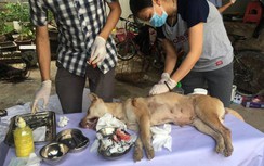 Phá đường dây trộm chó hơn 100 tấn ở Thanh Hóa: Tang vật xử lý thế nào?