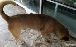 2 người tử vong do bệnh dại, Chủ tịch tỉnh Cà Mau chỉ đạo “nóng”