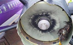 Một chuyến bay bị chậm 13 giờ do máy bay bị chim va động cơ