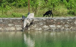 Hà Nội chỉ đạo xây dựng kế hoạch bảo vệ nguồn nước, báo cáo trước 20/11