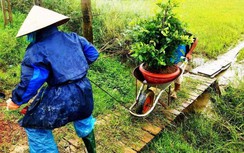 Thủ phủ mai vàng miền Trung hối hả chạy lũ