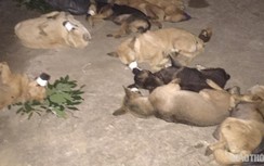 Bắt 3 "cẩu tặc" từ Hà Nội lên Hòa Bình trộm chó