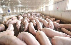Dịch tả lợn Châu Phi gây hại đến mức nào?