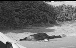 Hi hữu, cụ bà bị máy xúc đâm tử vong trên QL1A