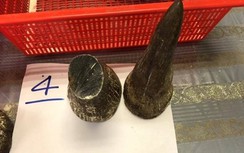 Bắt giữ 2 vụ vận chuyển sừng tê giác, ngà voi qua đường hàng không