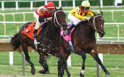 Vì sao Đà Nẵng muốn xây trường đua ngựa 200 triệu USD?