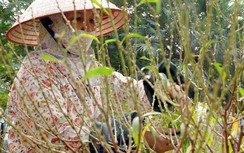 Đào Nhật Tân, bưởi Hoài Đức "ra phố" đón Tết sớm