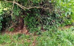 Đã xác định danh tính thi thể không toàn vẹn ở Bình Phước