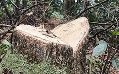 Rừng phòng hộ Hòa Bình bị phá, con voi lại chui lọt lỗ kim?