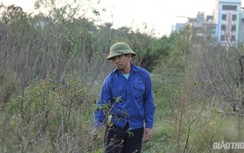 Hàng nghìn gốc đào đang chết mòn, người trồng nguy cơ mất trắng vụ Tết