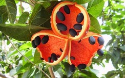 Lười ươi trị viêm amidan cấp, chảy máu cam