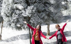 Hà Nội: Đẹp ngỡ ngàng “khu rừng thông đầy tuyết” đừng bỏ lỡ dịp Noel này