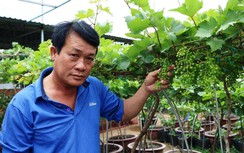 Lạc bước giữa vườn nho cảnh Ninh Thuận xanh mướt chờ đón Tết