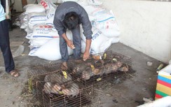 Vụ thú rừng chết dần trong kho hải quan: Thả thú về rừng, phạt tiền nhà xe