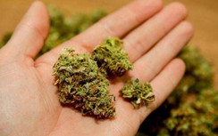 Phát hiện cỏ Mỹ trong lô hàng điện tử gửi đi máy bay