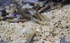 Hơn 2 tấn ngà voi, vảy tê tê trong container gỗ bỏ lại cảng ở Hải Phòng